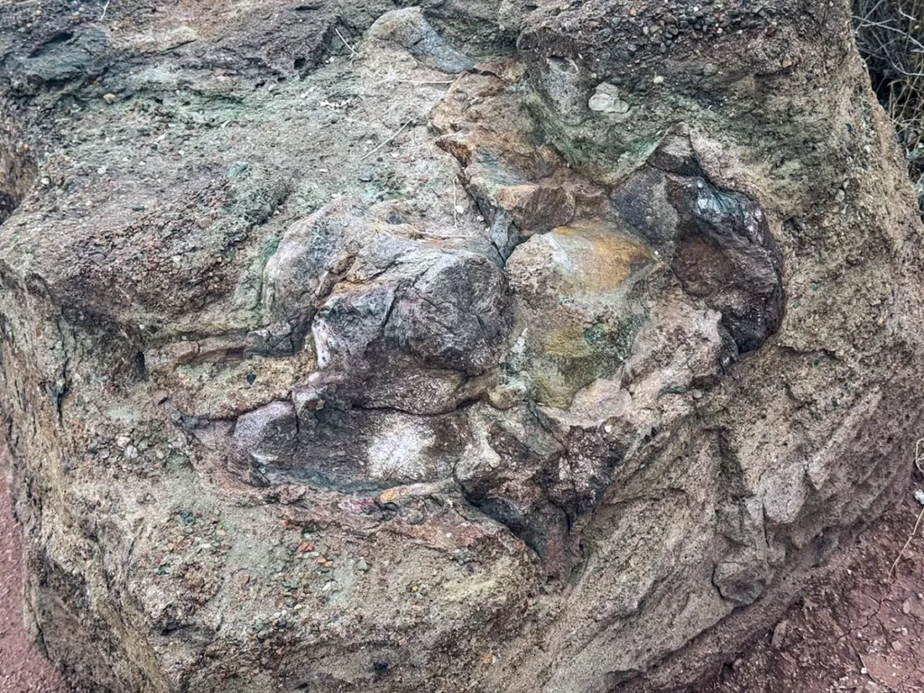 Hip of Juvenile Sauropod along Trail through Time
