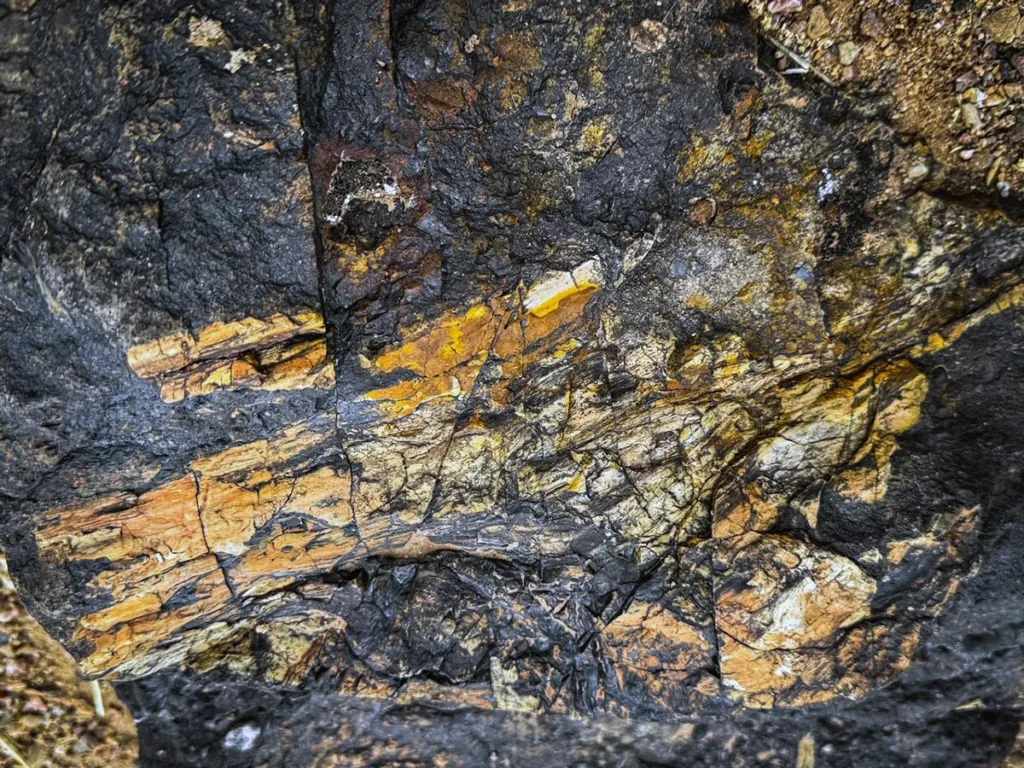 Plant Fossils on Trail through Time Colorado