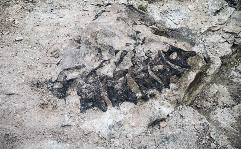 Spine and Vertebrae Fossils of Diplodocus - Trail through Time Colorado