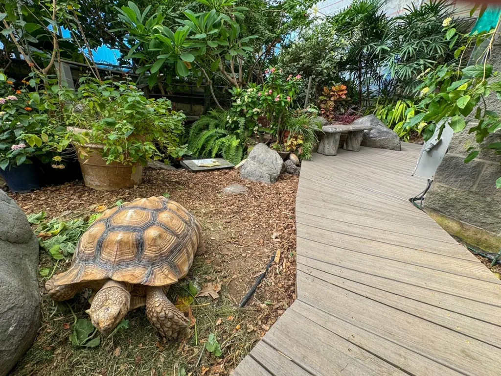 Tortoise in Butterfly Garden in Western Colorado Botanical Gardens Grand Junction
