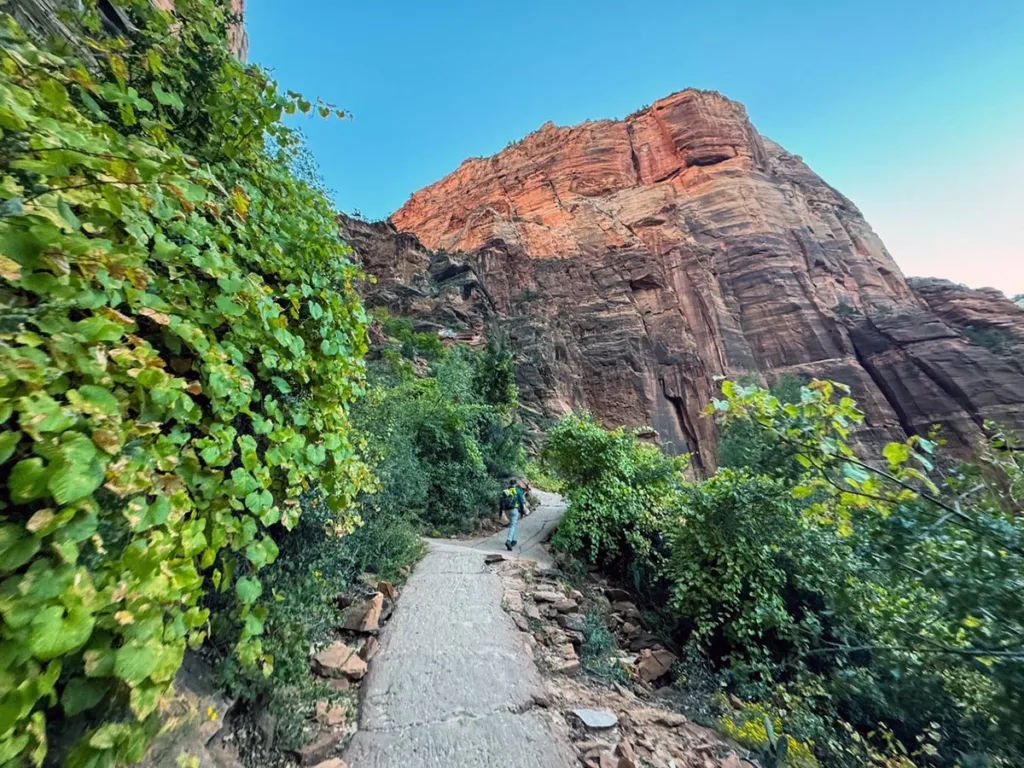 View of Canyon in Distance from West Rim Trail to Angels Landing