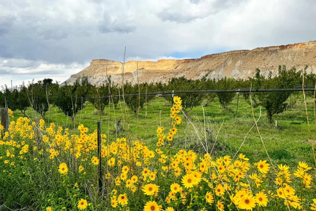 View of Grapes and Landscape in Palisades Colorado