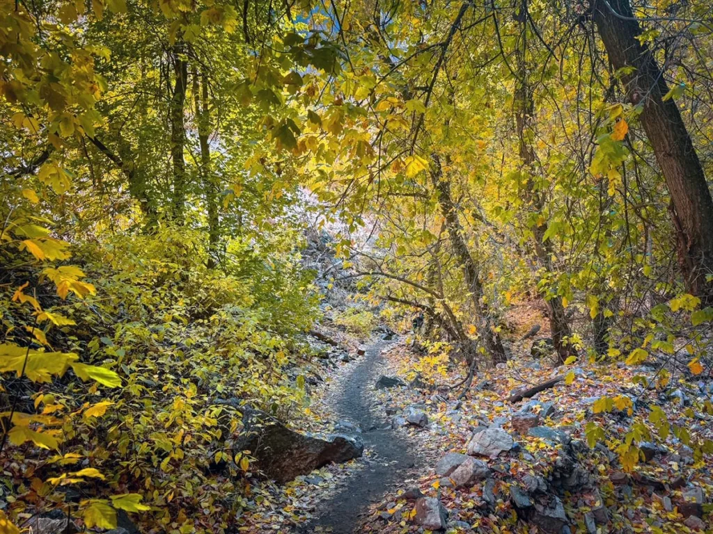 View of Path through Changing Trees on Hanging Lake Trail