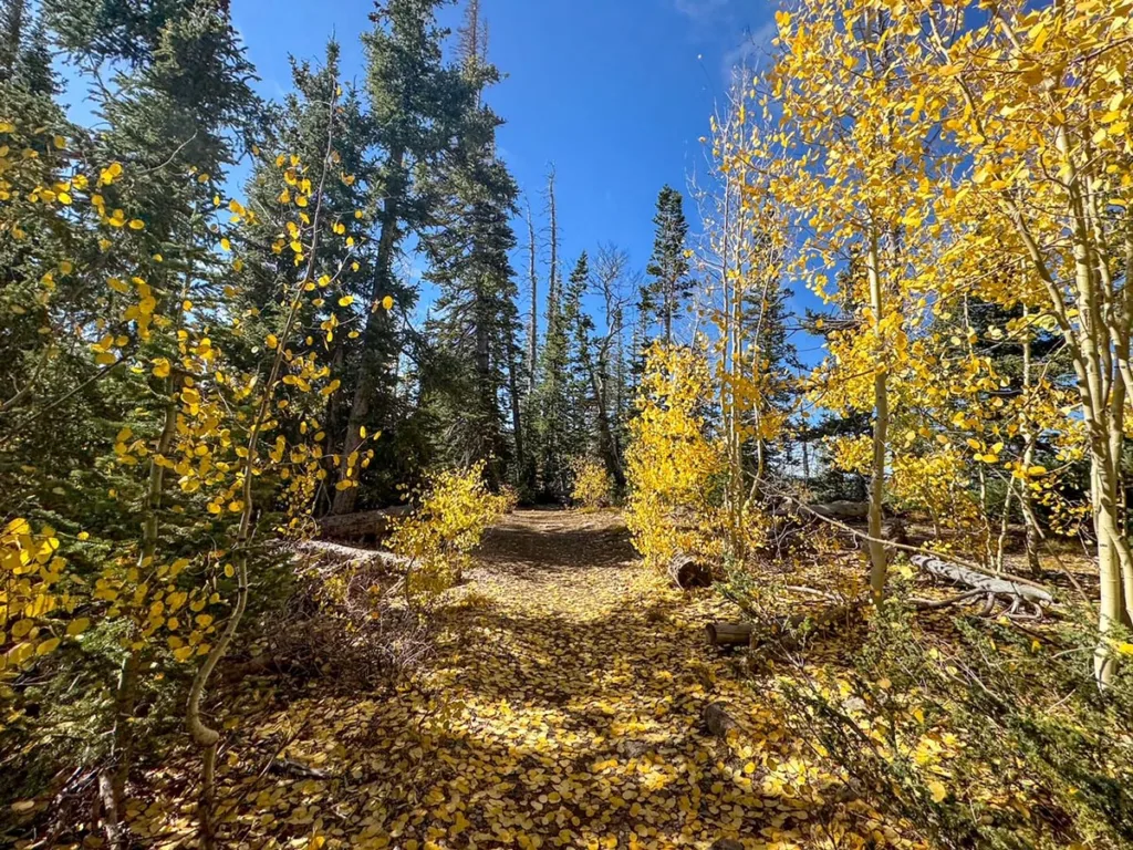 Along the Upper Trail on Alpine Pond