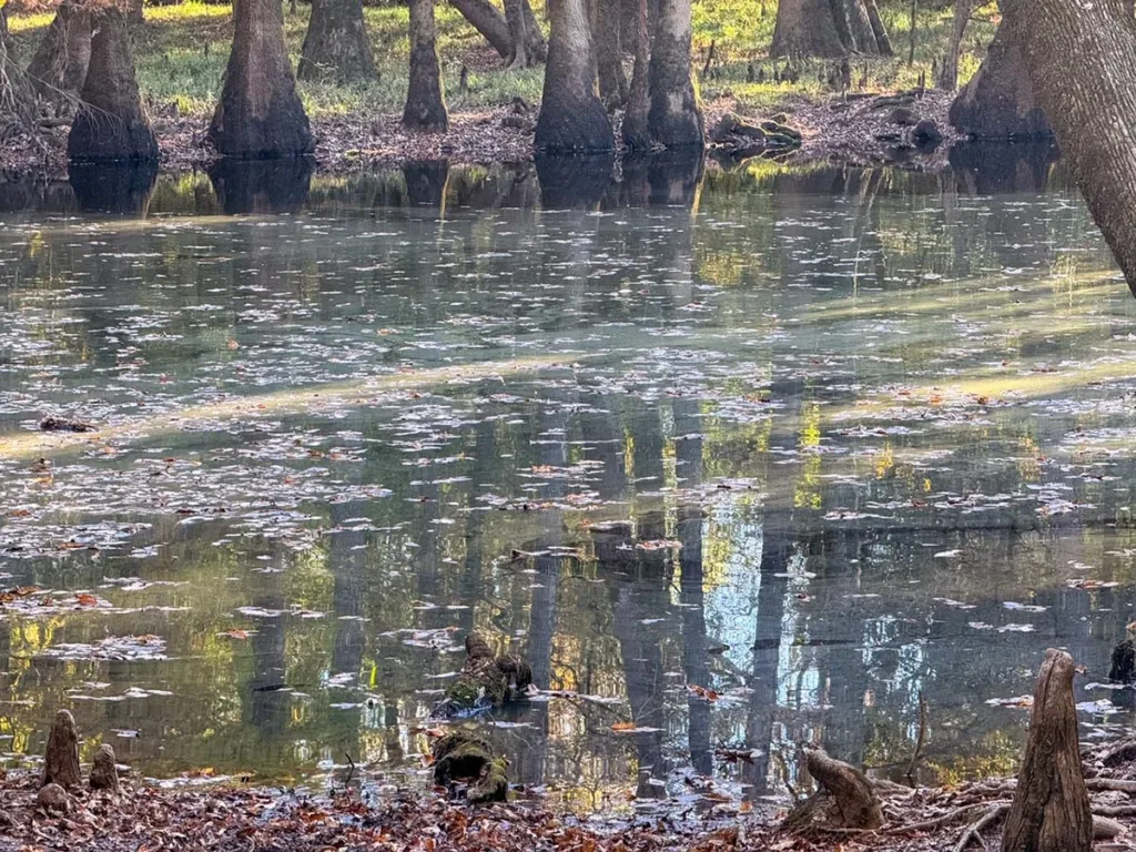 Wise Lake - Congaree National Park