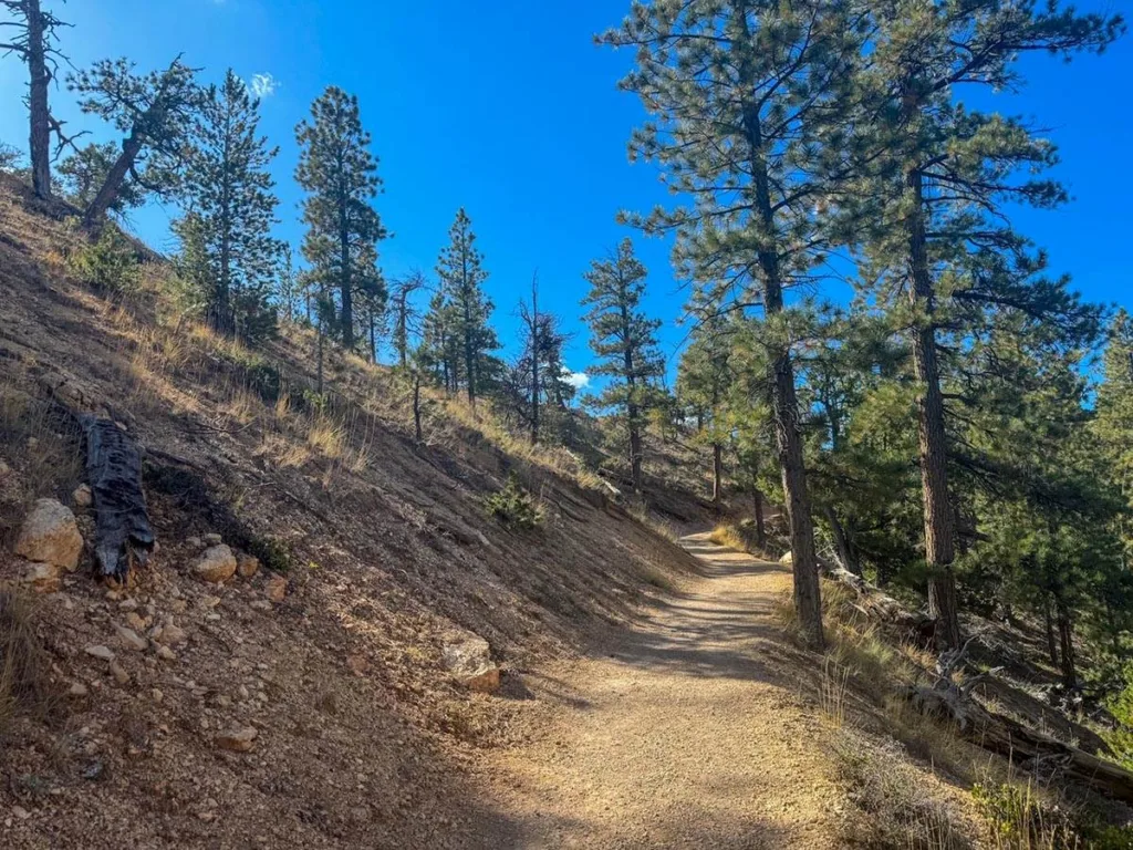 Hiking Along Trees Ascending to Sunrise Point - Fairyland Trail