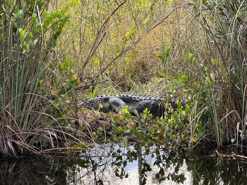 Alligator in the Brush - Everglades National park