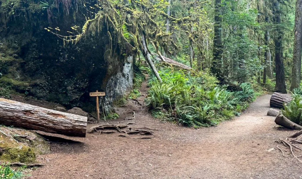 Fork for Storm King and Marymere Falls - Olympic