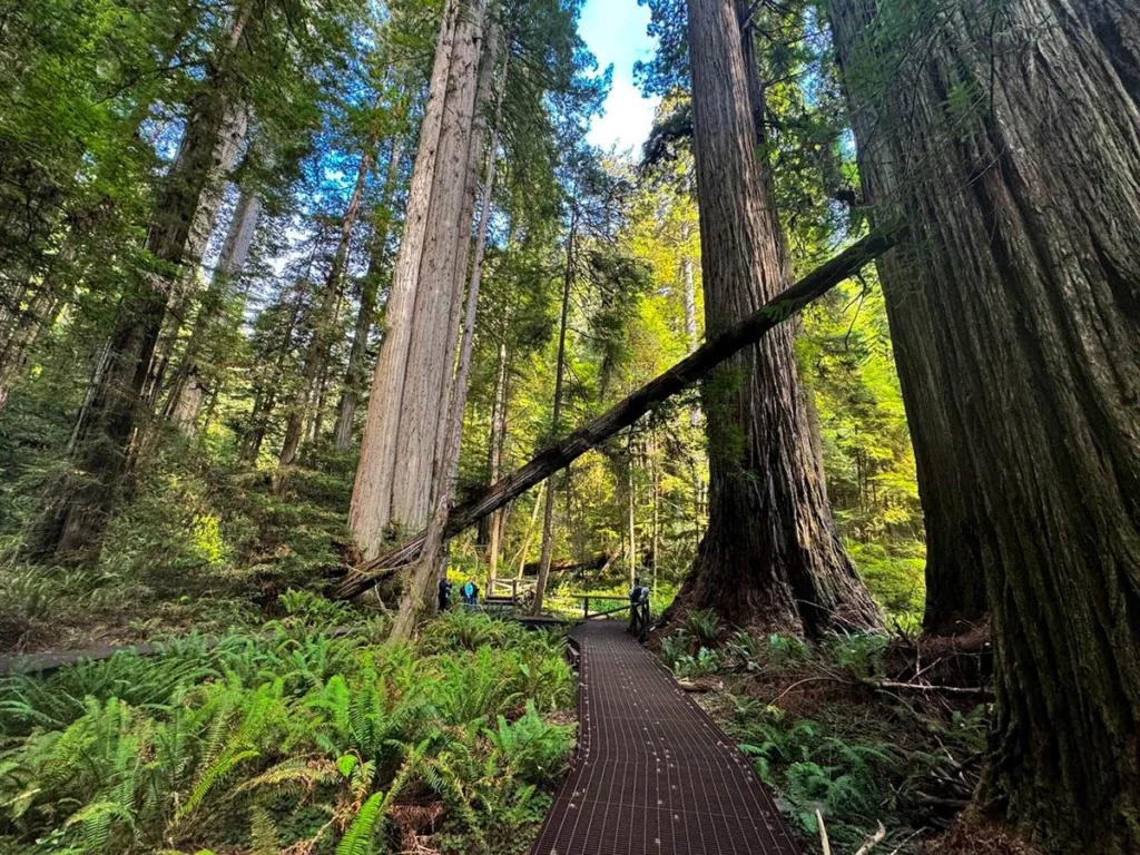 Grove of Titans Hike - Jedediah Smith Redwoods State Park