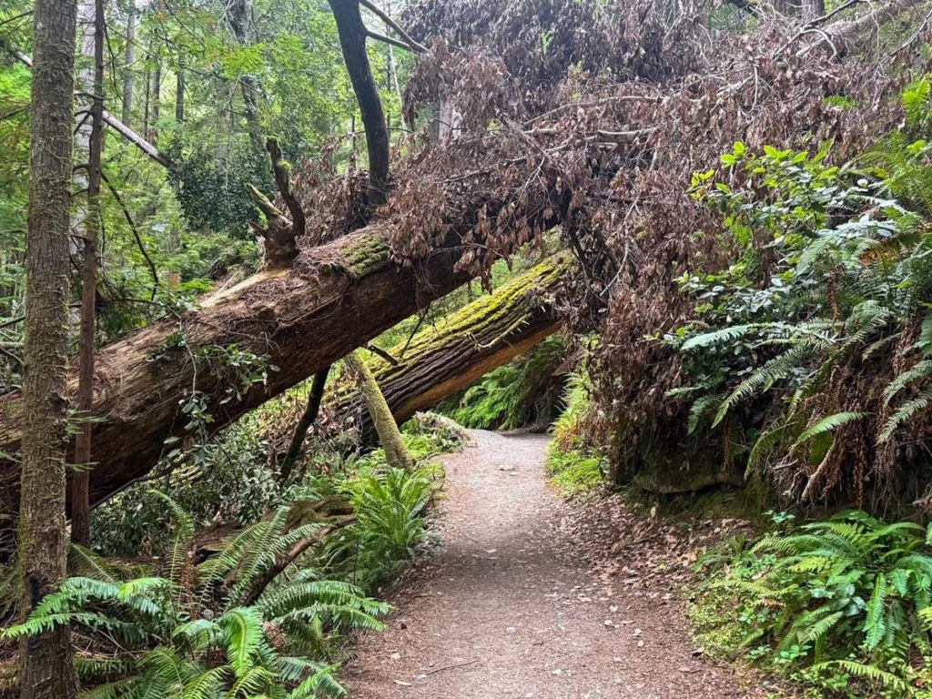 Tree Tunnel - Tall Trees Trail
