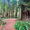 Walking Trail Loop along Tall Trees Trail - Redwood NP