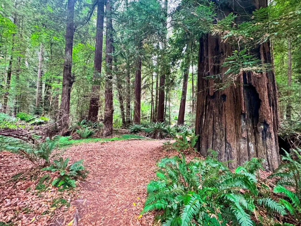 Walking Trail Loop along Tall Trees Trail - Redwood NP