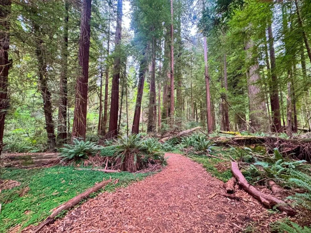 Walking Tree Loop - Tall Trees Trail