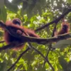 Mother and Adolescent Orangutan in Gunung Leuser NP