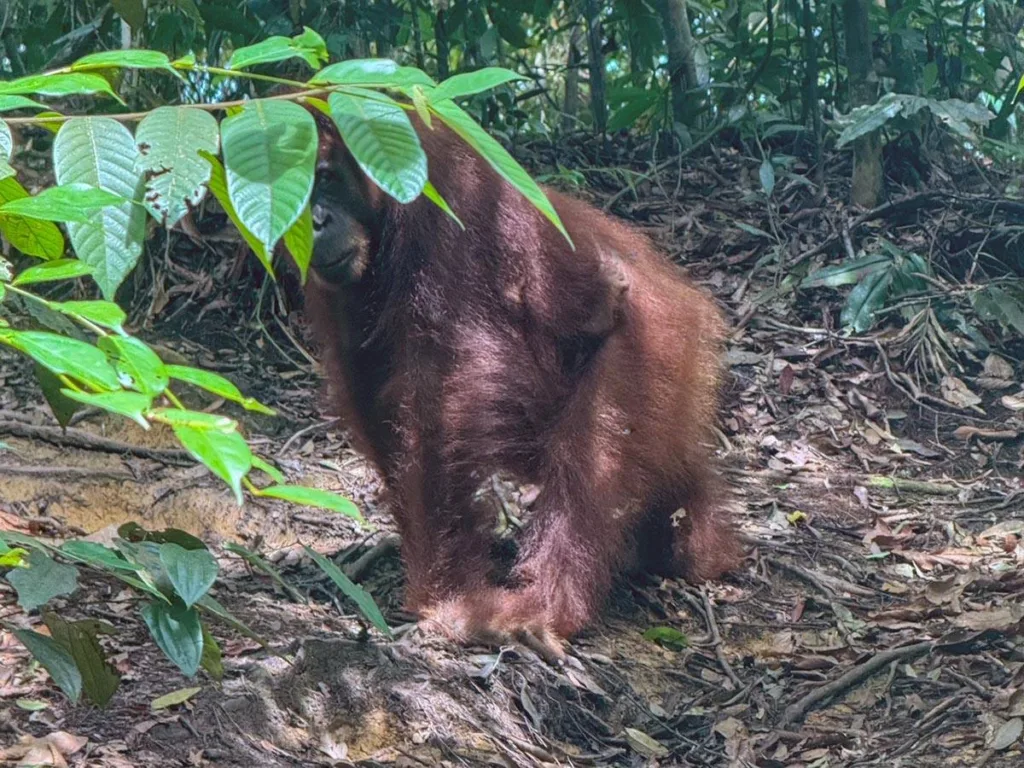 Orangutan Hiding in Bush - Indonesia